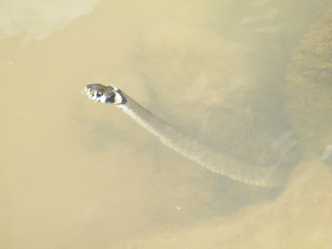 a kuku