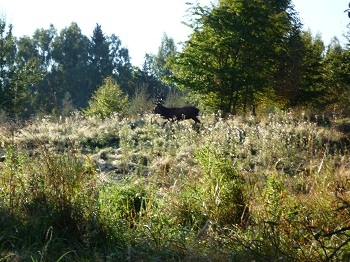 Byk Jelenia