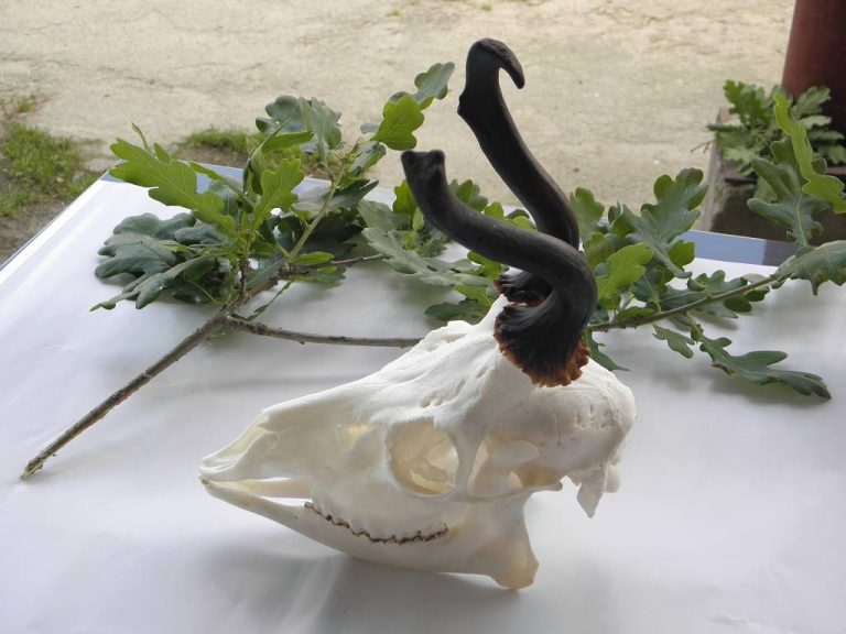 Rogacz_KŁ „Lot-Haz” w Siedlcach