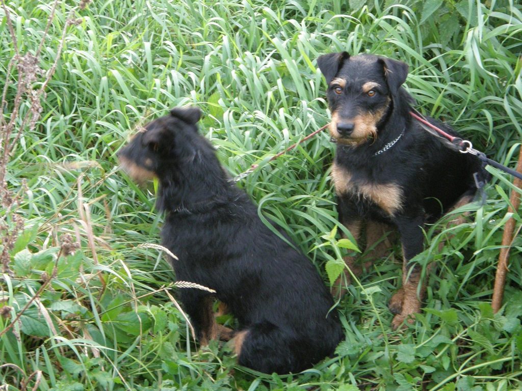 kora i jogi