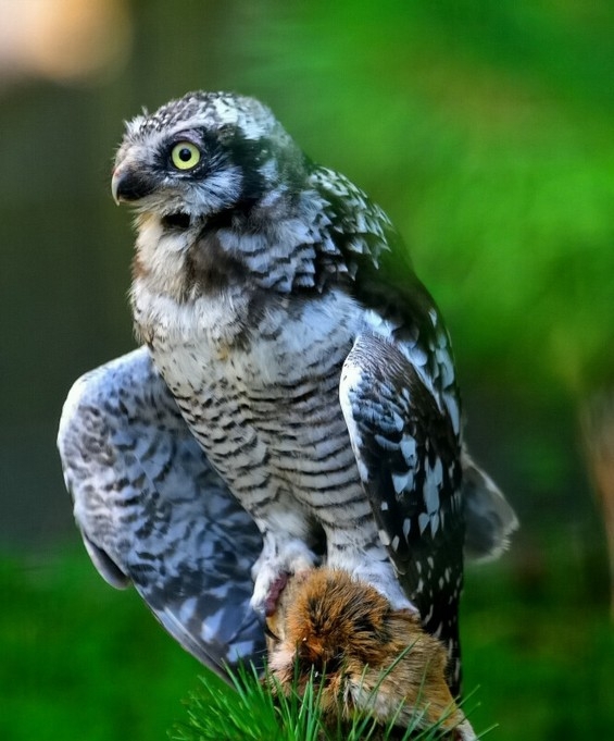 sowa jarzębata