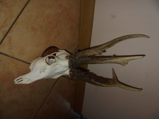 KŁ 