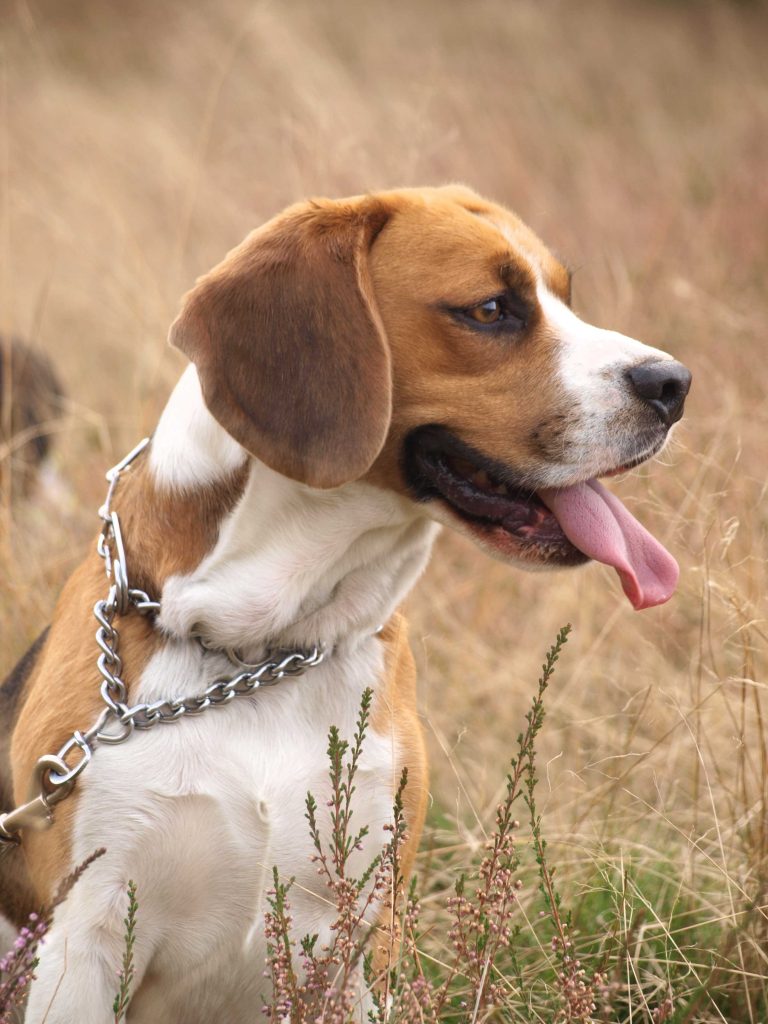 beagel
