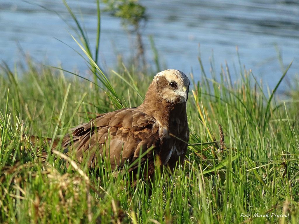 błotniak stawowy