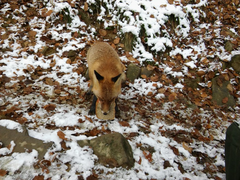 Spotkanie z lisem w Bieszczadach.