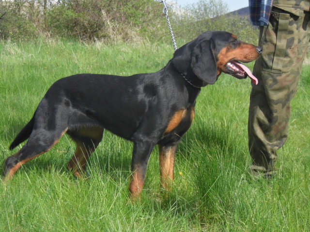 TOSCA CNOTLIWY NOS FCI