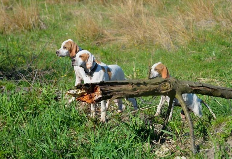 szczenięta English Pointer