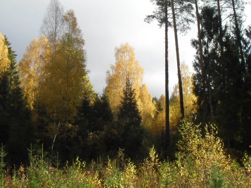 Jesienne Mazury