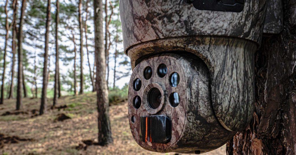 Fotopułapka obrotowa przymocowana do pnia sosny