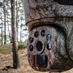 Fotopułapka obrotowa przymocowana do pnia sosny