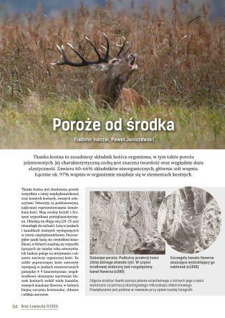 Poroże od środka