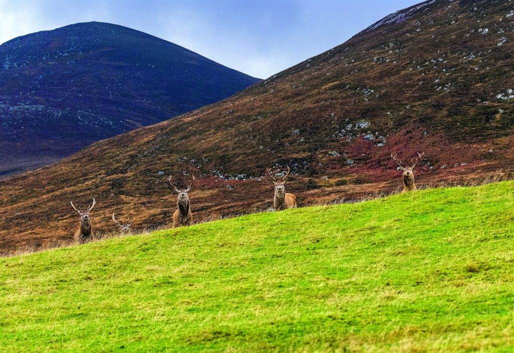 Pięć byków jelenia szlachetnego na tle szkockiego Highlands