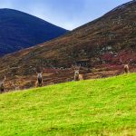 Pięć byków jelenia szlachetnego na tle szkockiego Highlands