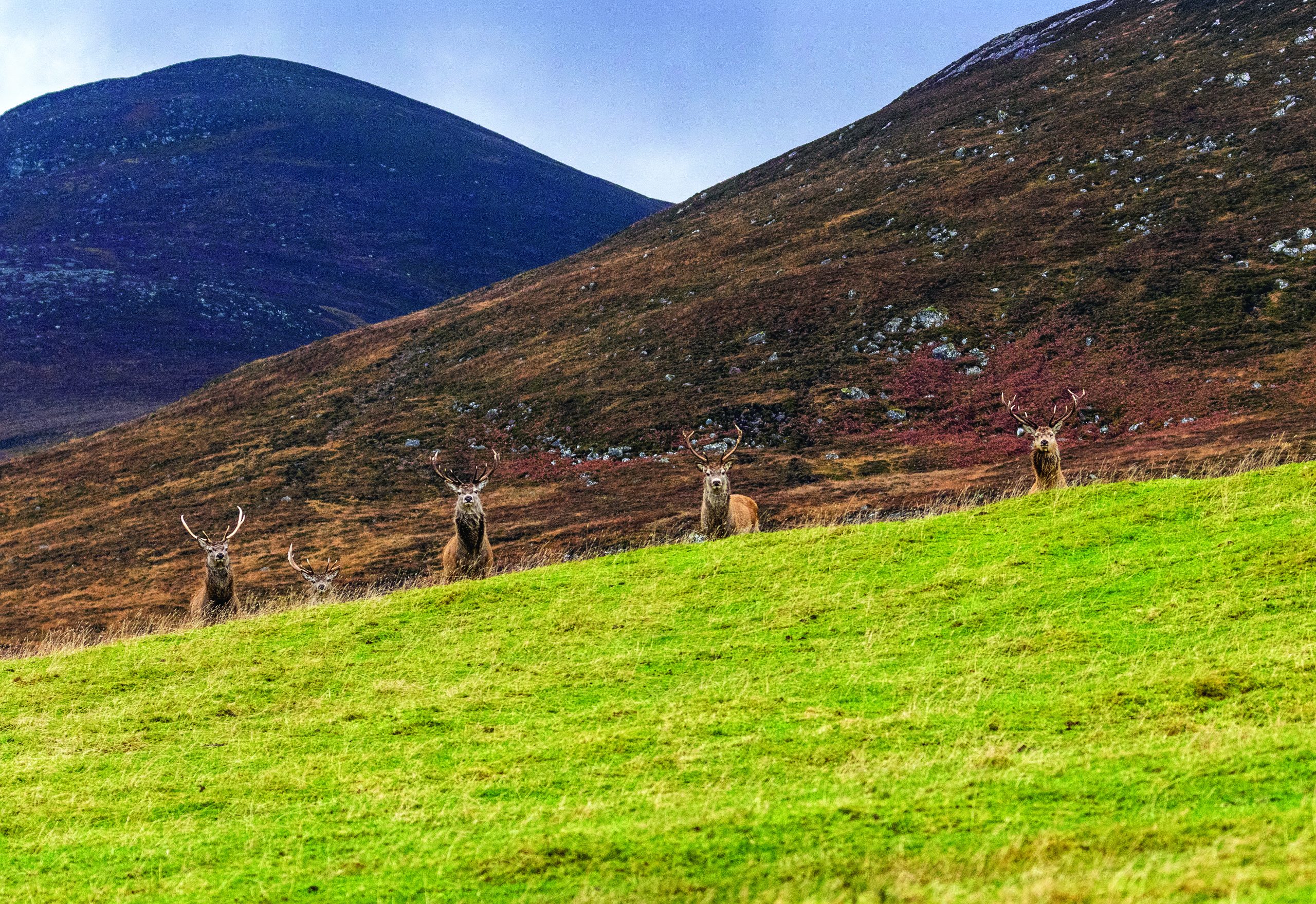 Pięć byków jelenia szlachetnego na tle szkockiego Highlands