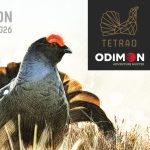 Kogut cietrzewia na grafice podsumowującej Konkurs "Braci Łowieckiej" i firmy Odimon/ Tetrao na lisiarza sezonu 2025/2026 w ostojach głuszca i cietrzewia