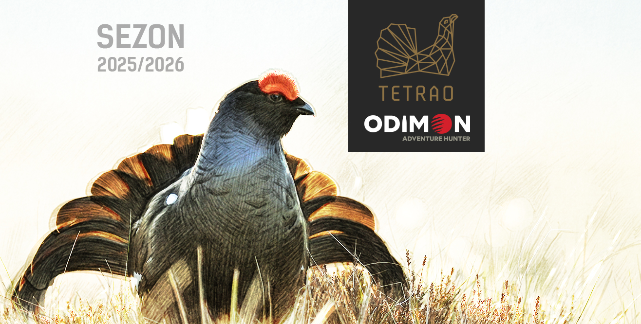 Kogut cietrzewia na grafice podsumowującej Konkurs "Braci Łowieckiej" i firmy Odimon/ Tetrao na lisiarza sezonu 2025/2026 w ostojach głuszca i cietrzewia
