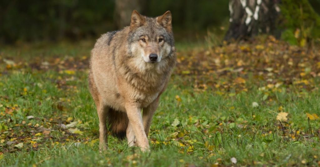 Wilk idący na wprost