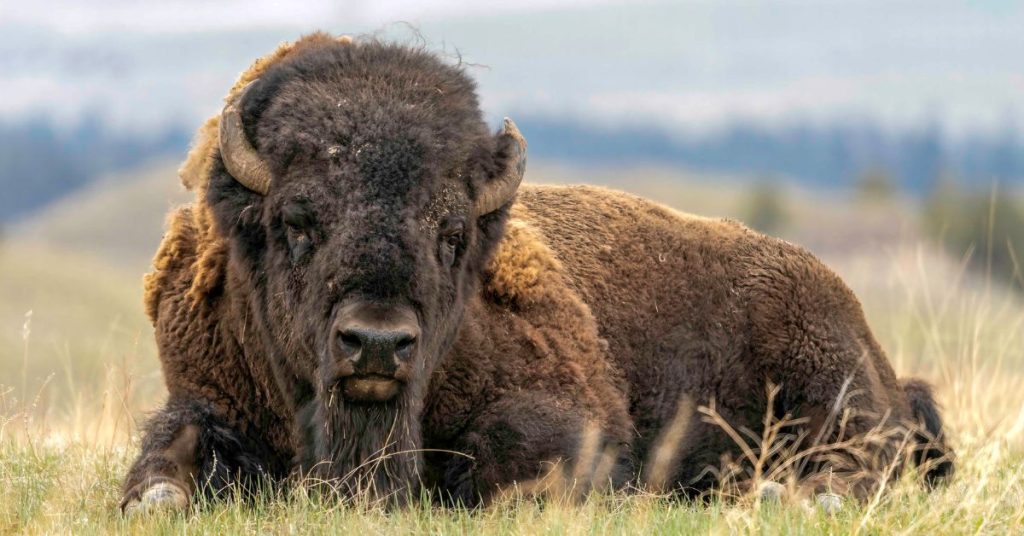 Bizon na prerii stanu Montana w USA