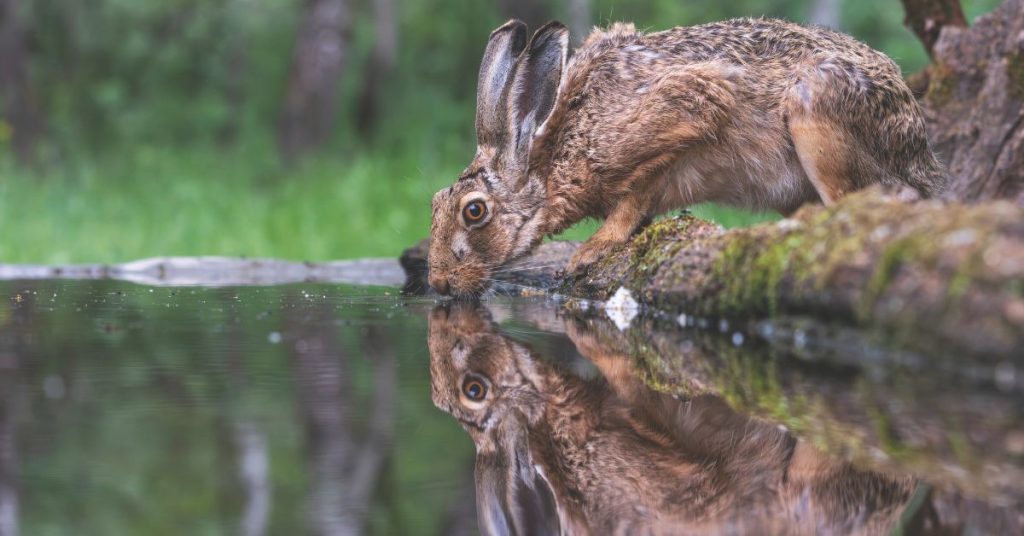 Zając szarak pije wodę ze zbiornika wodnego