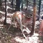 Kadr z filmu dokumentującego uwalnianie przez myśliwych jelenia uwięzionego we wnyku