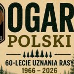 Grafika z głową ogara polskiego na 60-lecie uznania rasy przez FCI