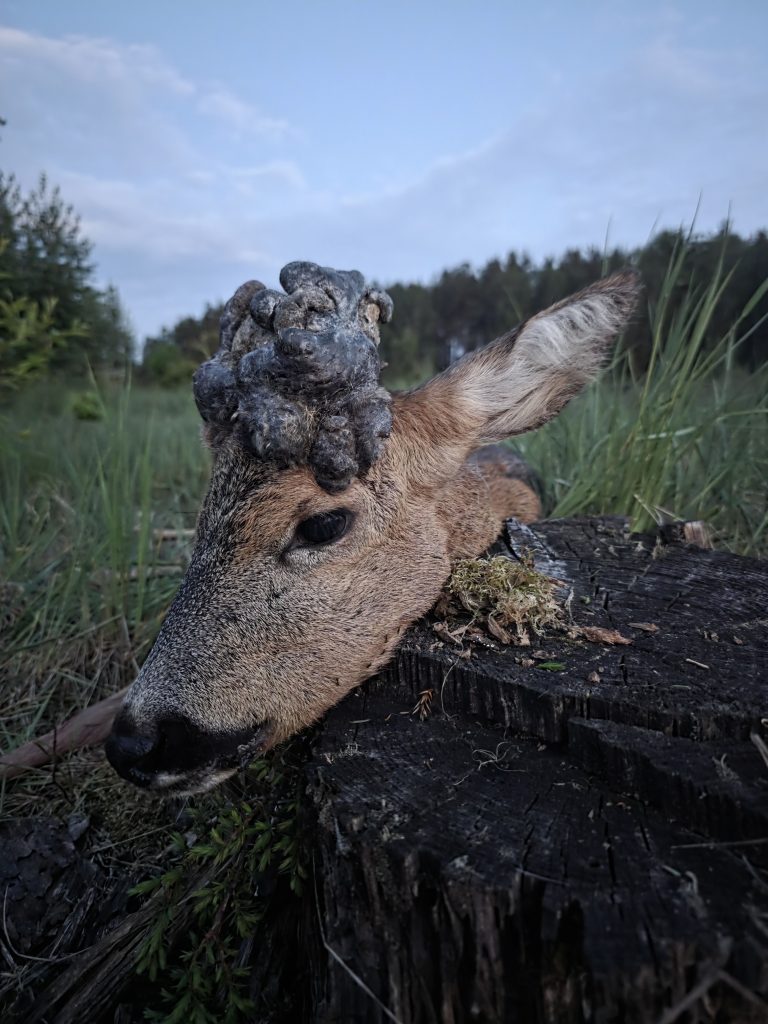 KŁ „Tabakiera” w Podkowie Leśnej