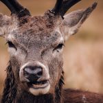 Zbliżenie na byka jelenia szlachetnego przeżuwającego pokarm