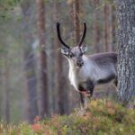 Młody renifer w lesie sosnowym w Finlandii
