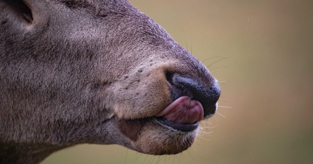 Zbliżenie na gębę oblizującego się jelenia