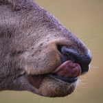 Zbliżenie na gębę oblizującego się jelenia
